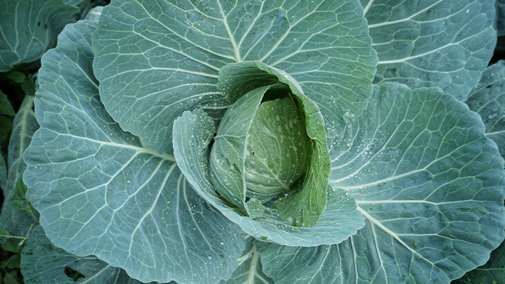 Karalahana Nedir Faydalari Nelerdir 628462 1