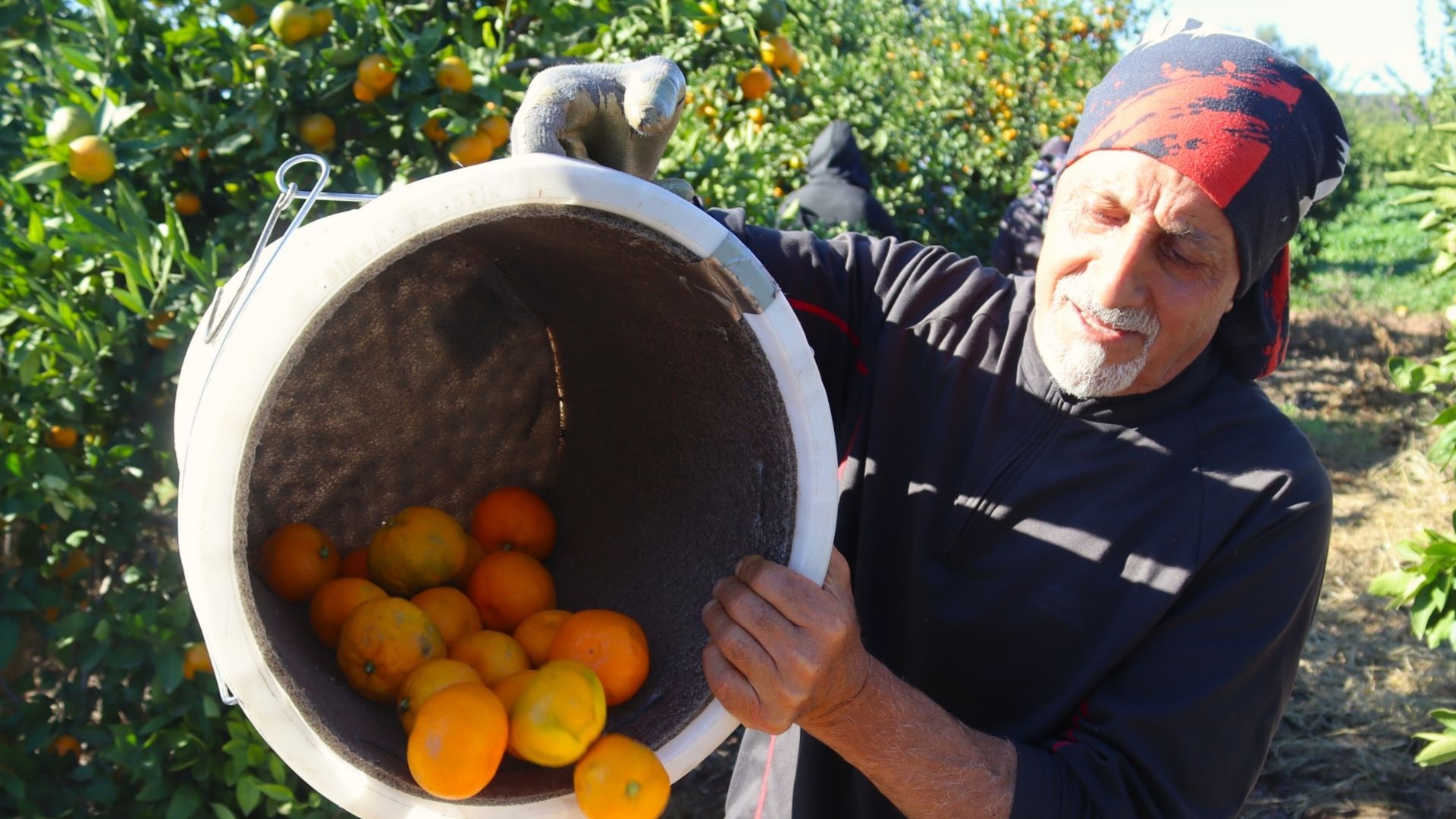Rekolte Arttı, Satsuma Mandalinası Tezgâhlarda Yerini Aldı (1)