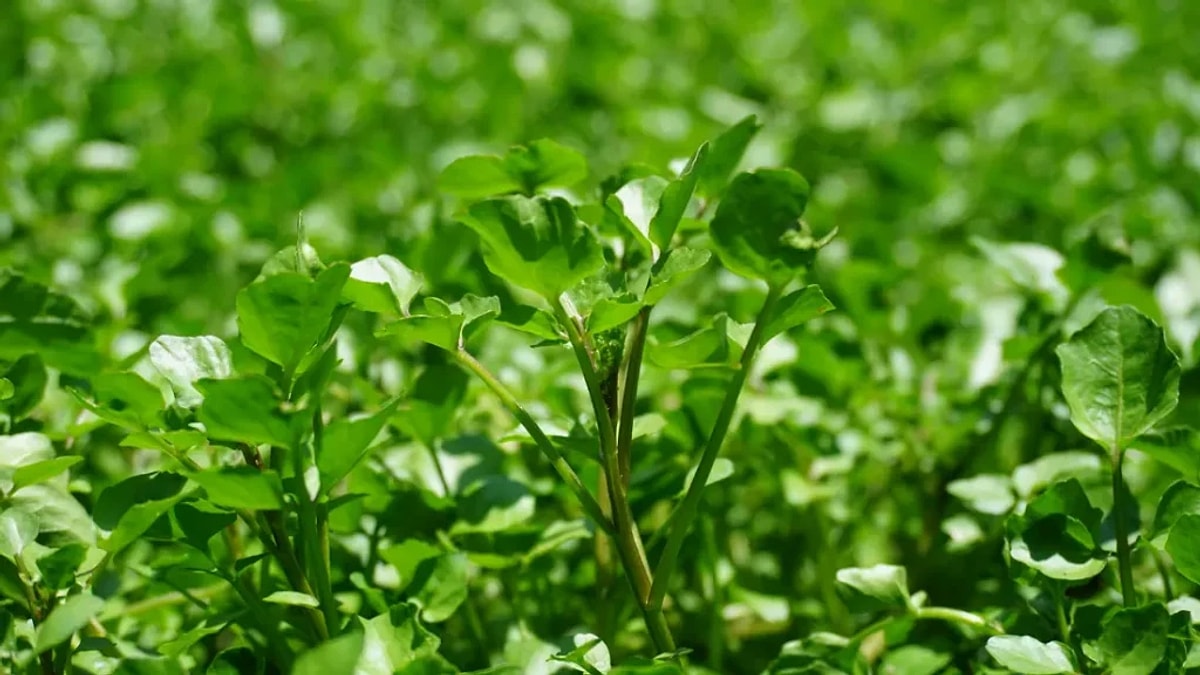 S Ac4C1Ecbdac6B630841Fd80Ebb6355A6E0Fa4467