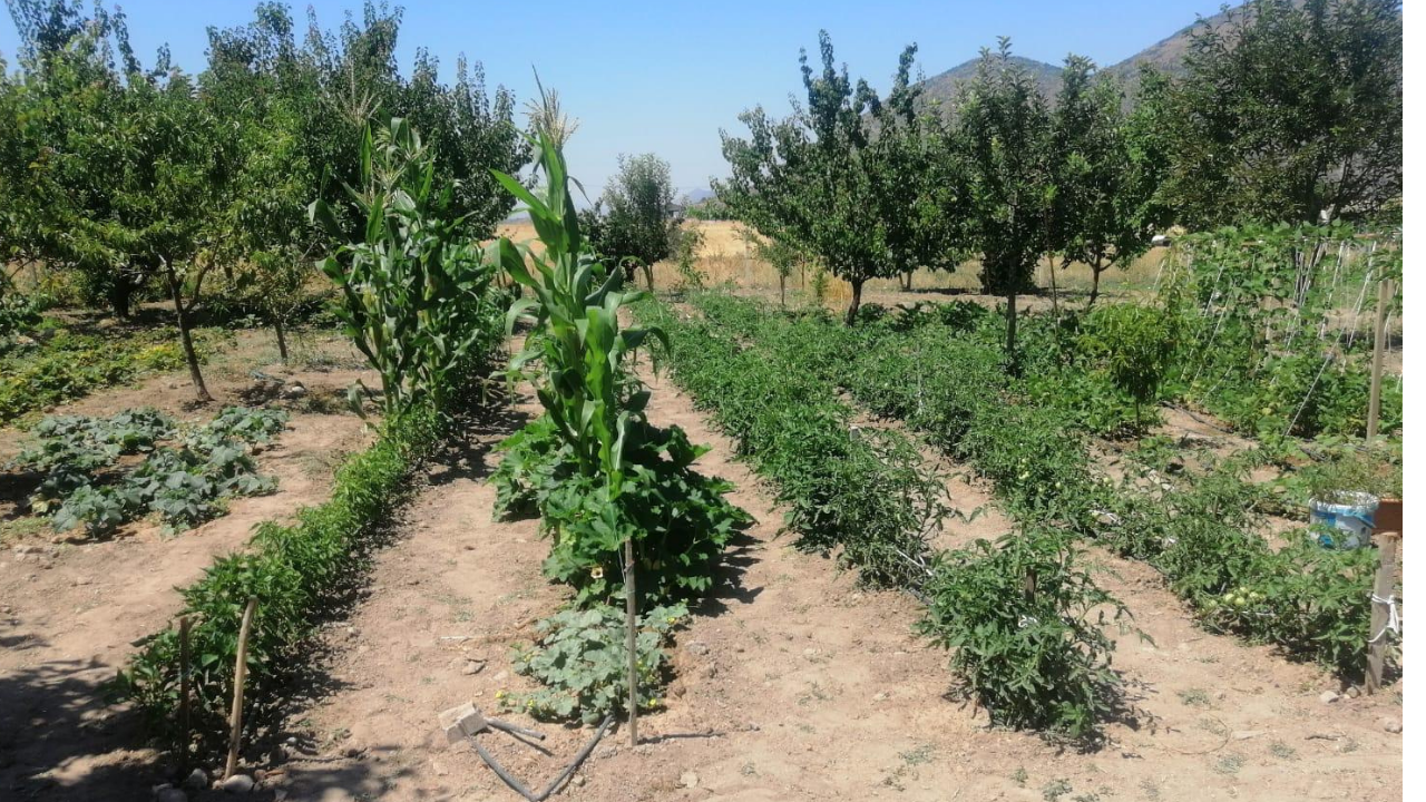 Selçuk Tohum (3)