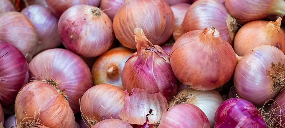 Sogan 23 79853 Web Image B