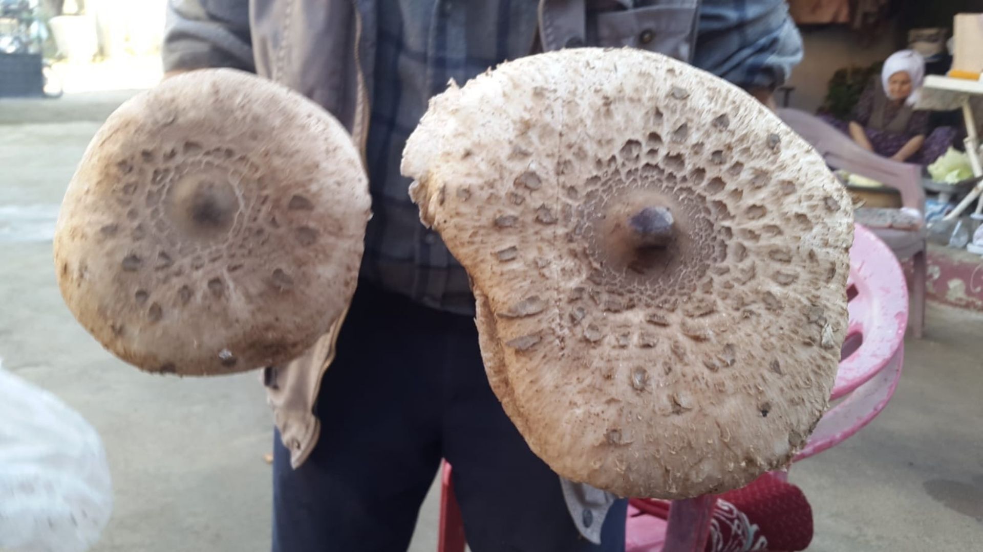 Uzmandan Kritik Uyarı Doğadaki Mantarlar Saatler Içinde Hayati Tehlike Yaratabilir (1)