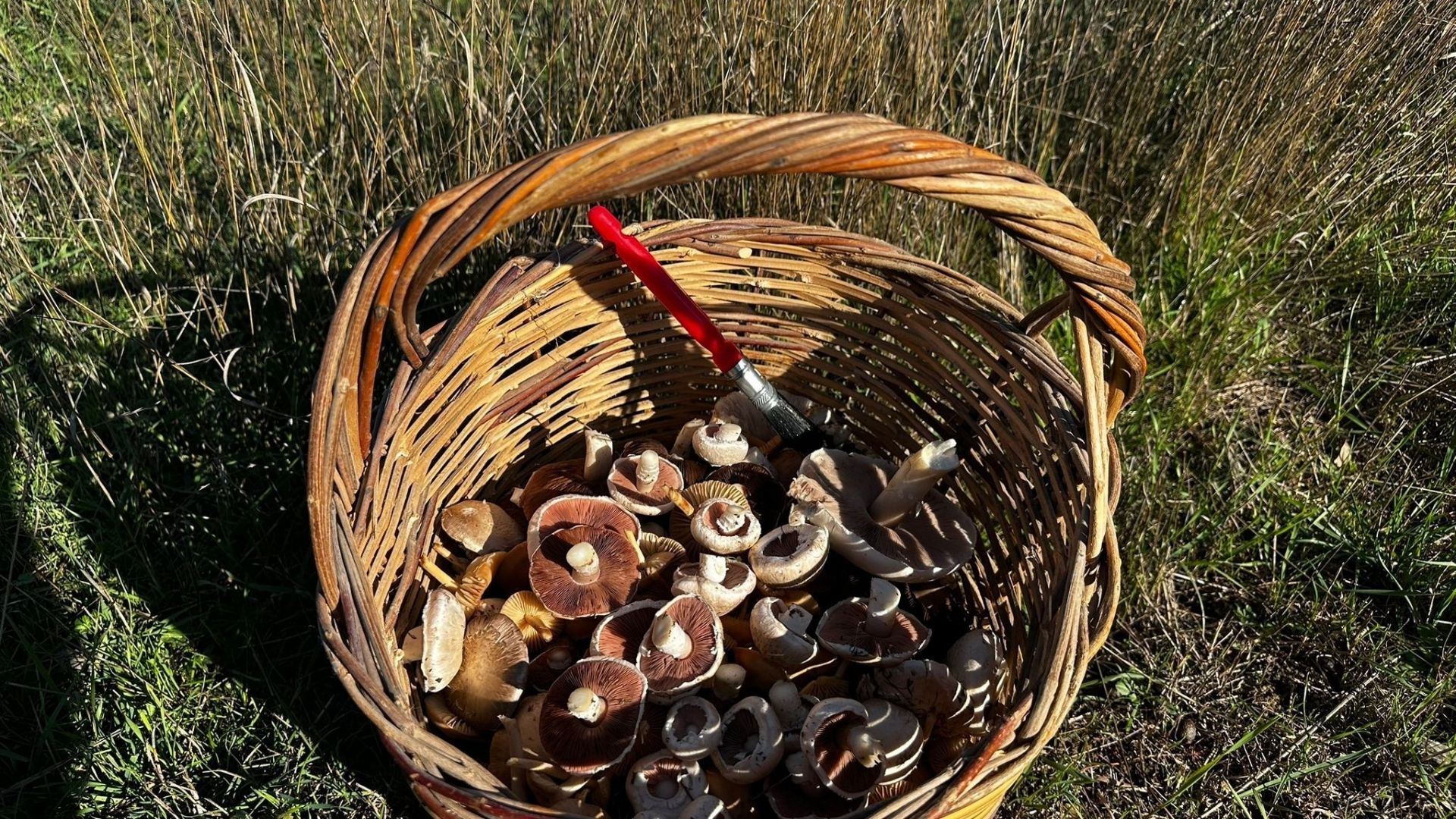 Uzmanlardan Uyarı Doğal Mantarlar Ölümcül Risk Taşıyor (1)