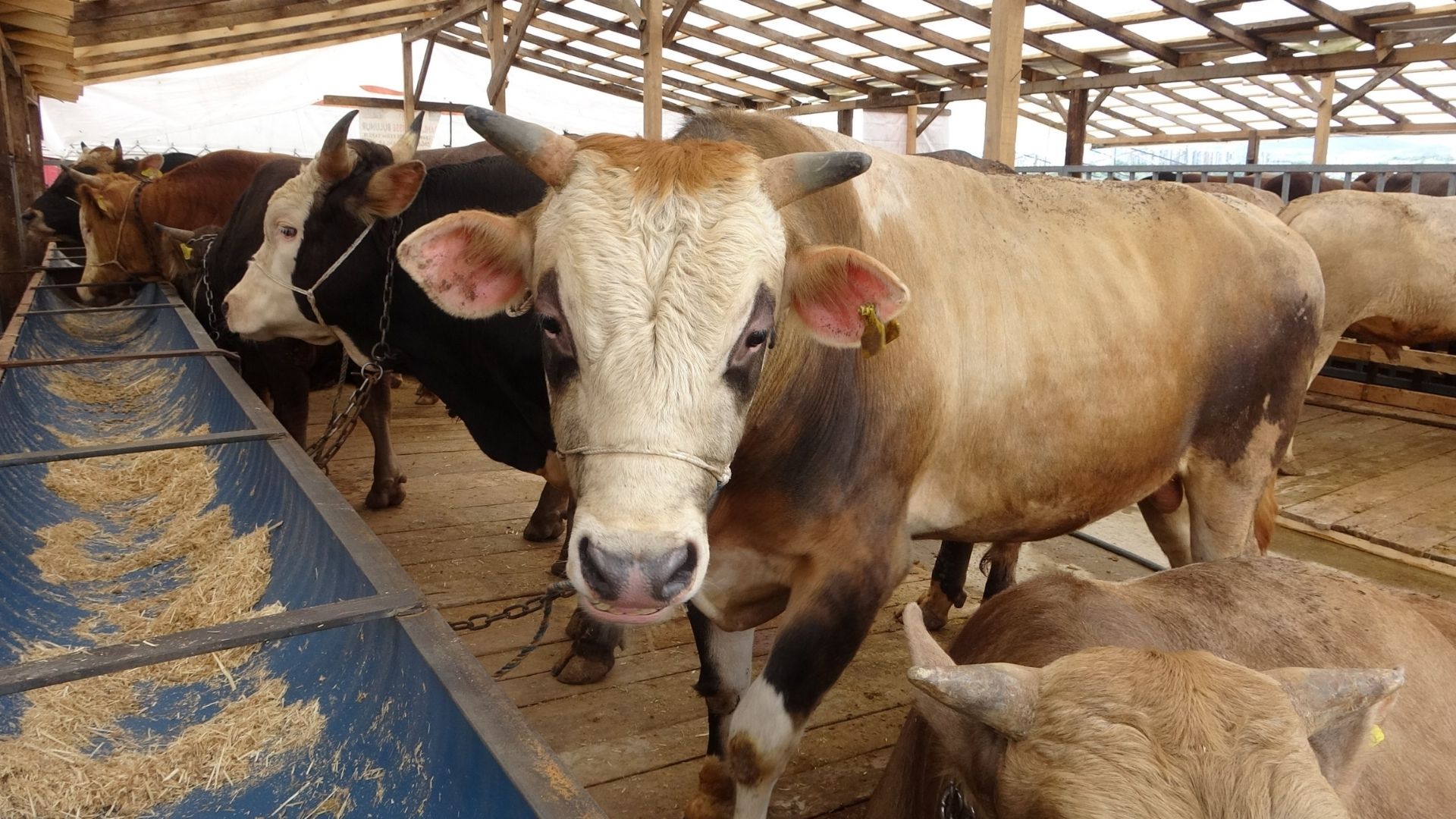 Veteriner Hekimden ‘Deli Dana’ Uyarısı Sakatattan Bulaşır, Semptomlar Başladığında Artık Çok Geçtir (2)