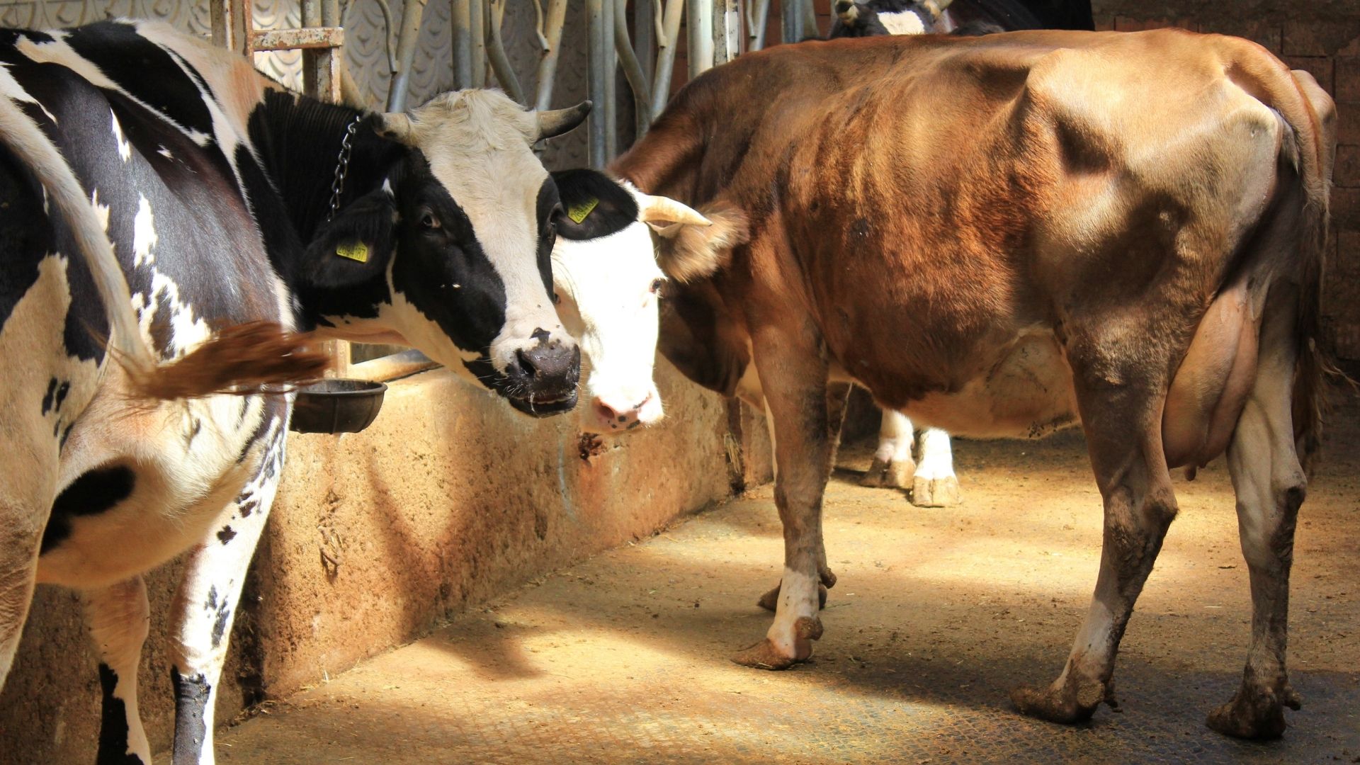 Veteriner Hekimden Uyarı Hayvanlara Küflü Domates Yedirmeyin, Idrar Içirmeyin (1)