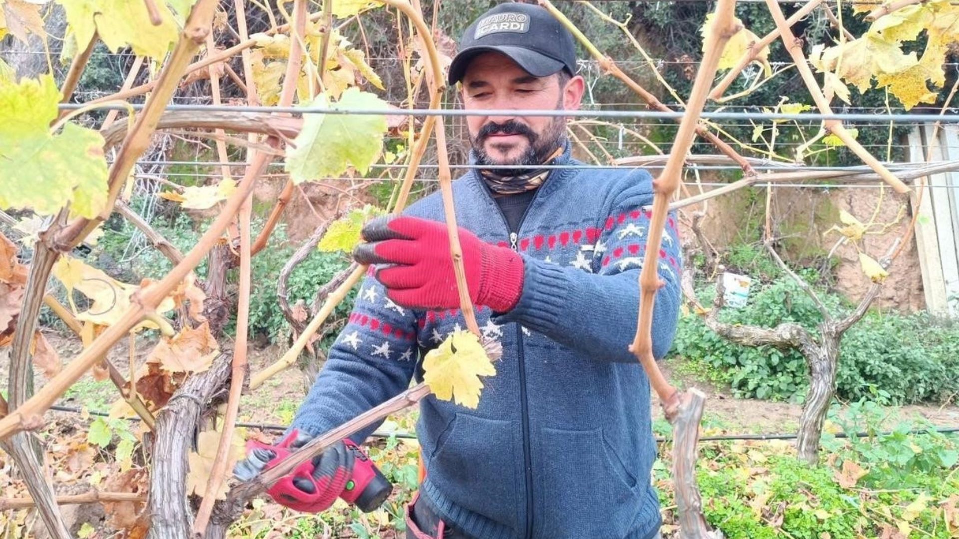 Artan Budama Yevmiyesi Üzüm Üreticisini Aile Emeğine Yöneltti (2)