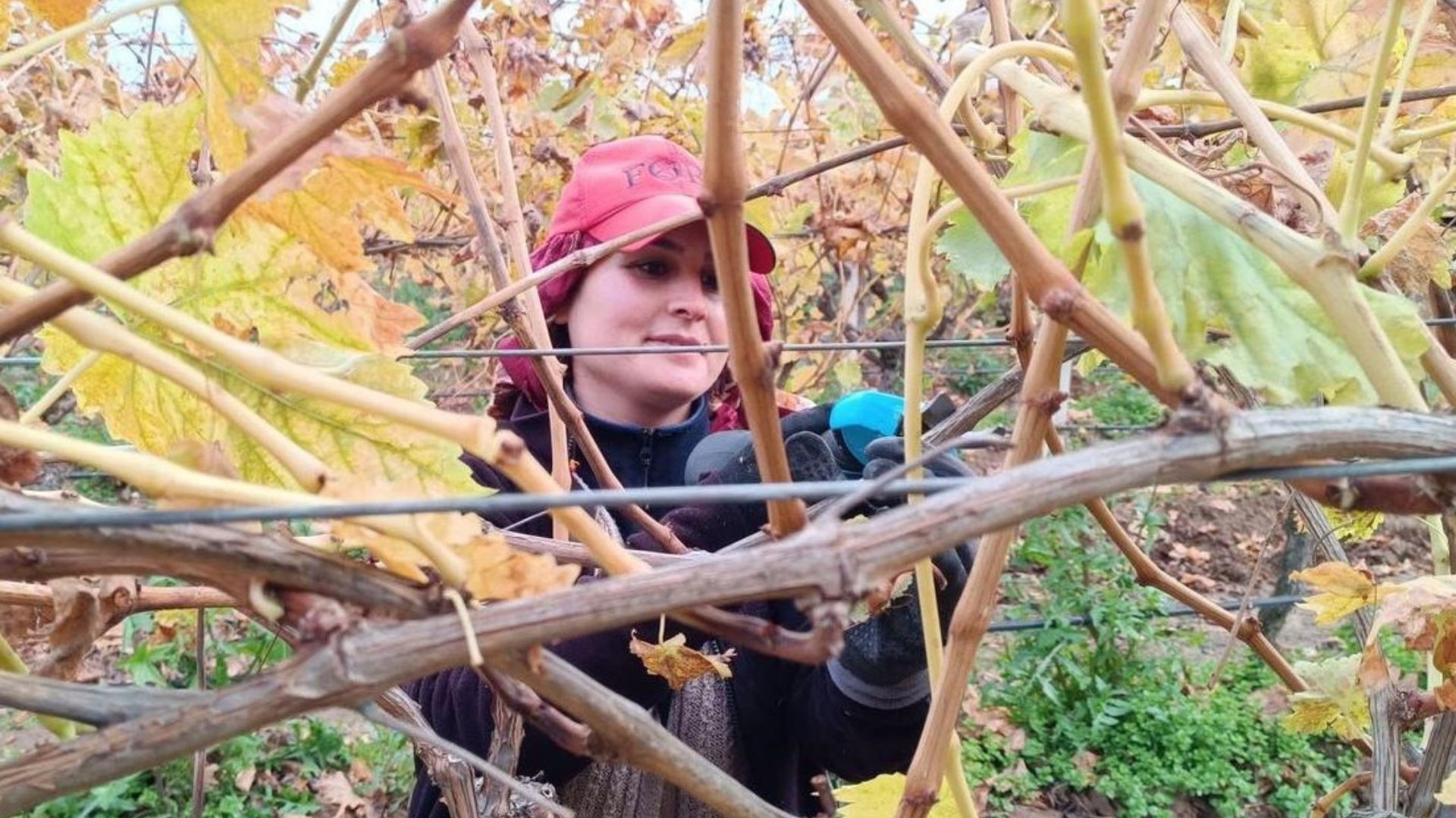 Artan Budama Yevmiyesi Üzüm Üreticisini Aile Emeğine Yöneltti (3)