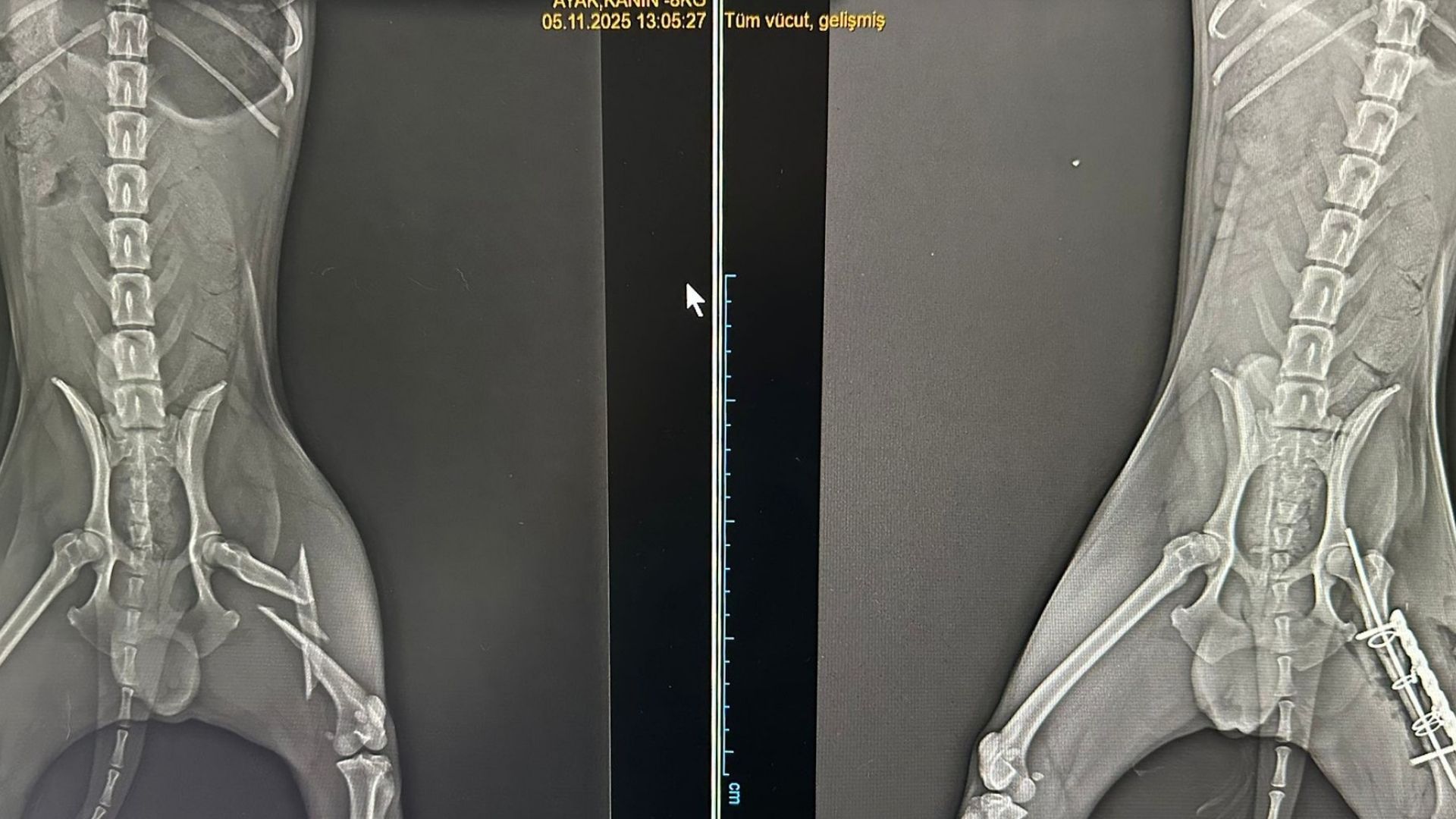 Ayağında Parçalı Kırık Oluşan Köpek Ameliyatla Yeniden Yürümeye Başladı (1)