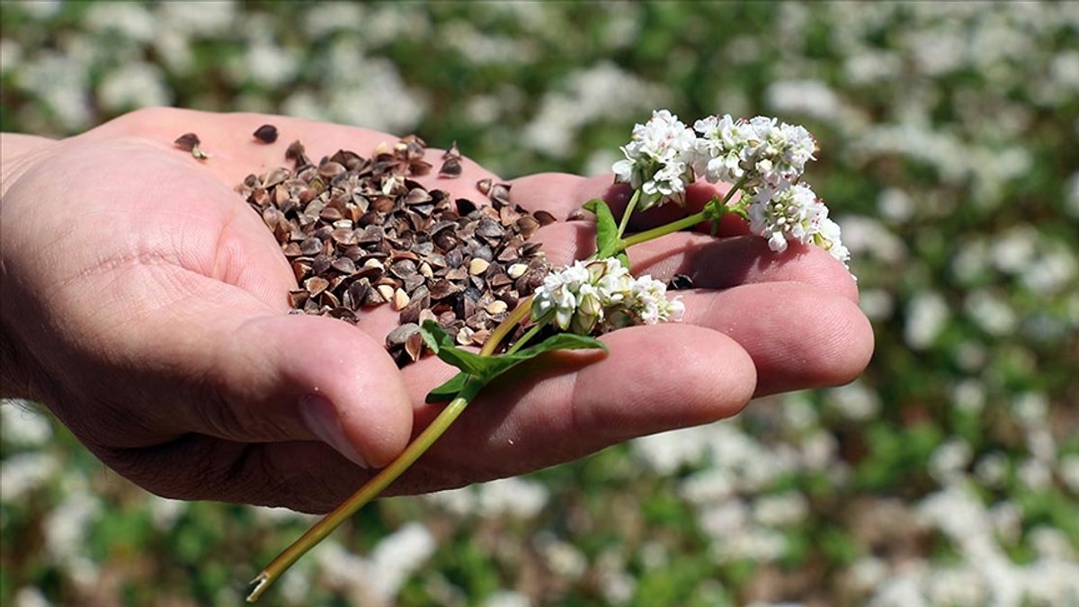 S A84664Ced4Cf5B35F4Fd20604C92Dd9F255202Fb