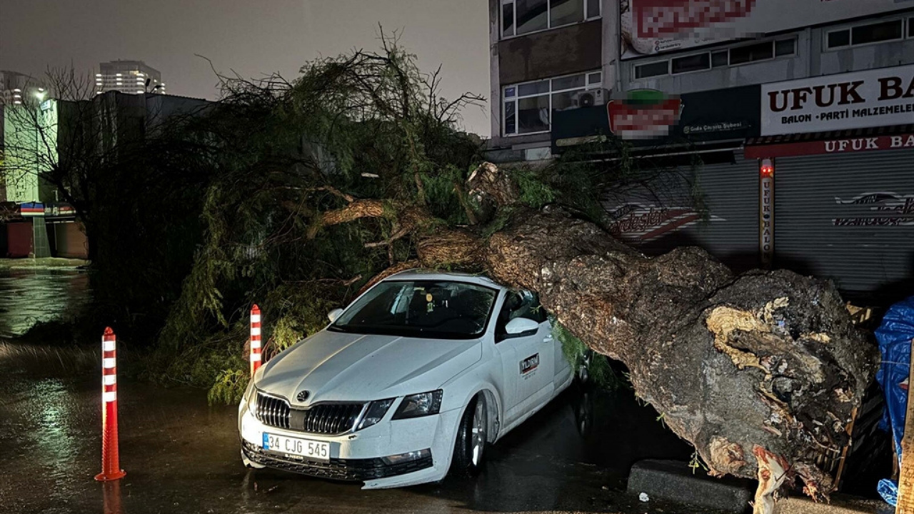 otomobilin üzerine ağaç devr