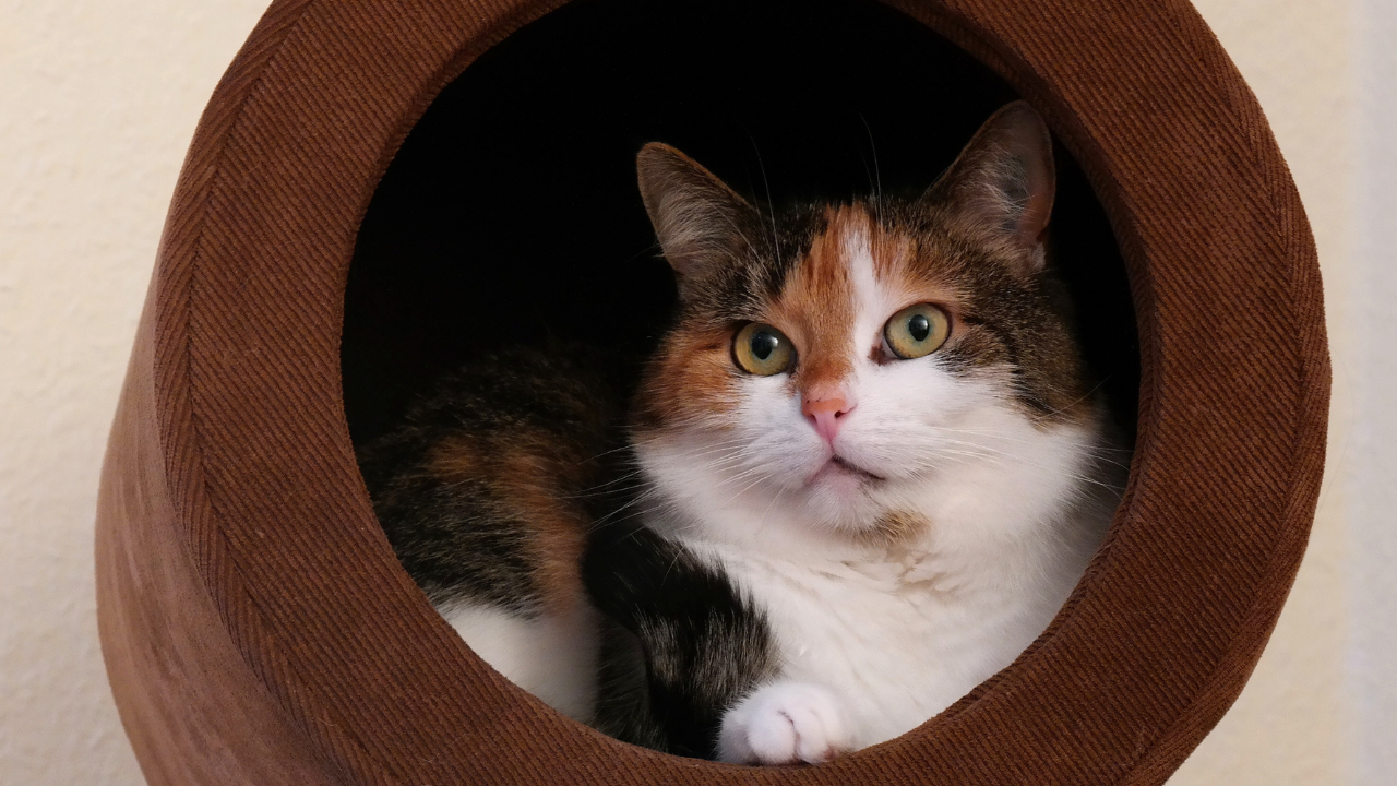Kedi1-3