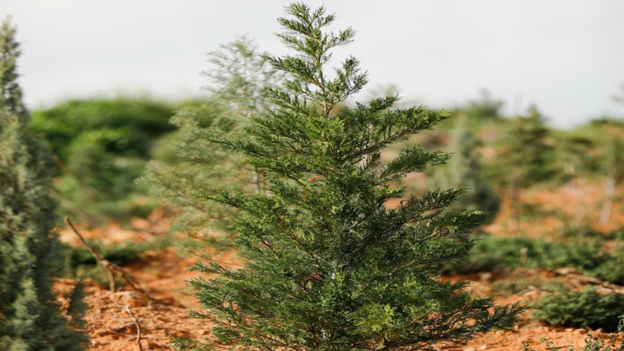 Yamanlar Yeniden Yeşerdi