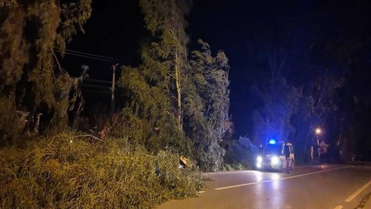 foça ağaç devrilmesi-1