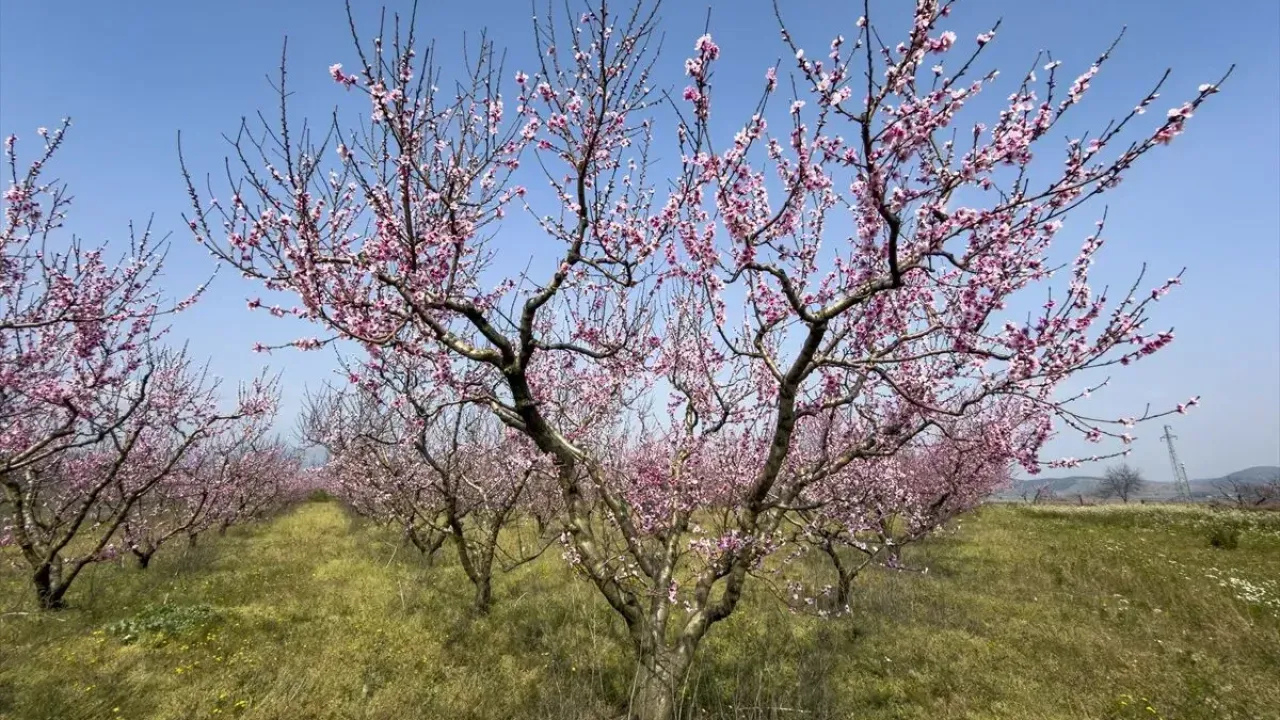 Selçuk’ta şeftali ağaçları baharın renkleriyle canlandı
