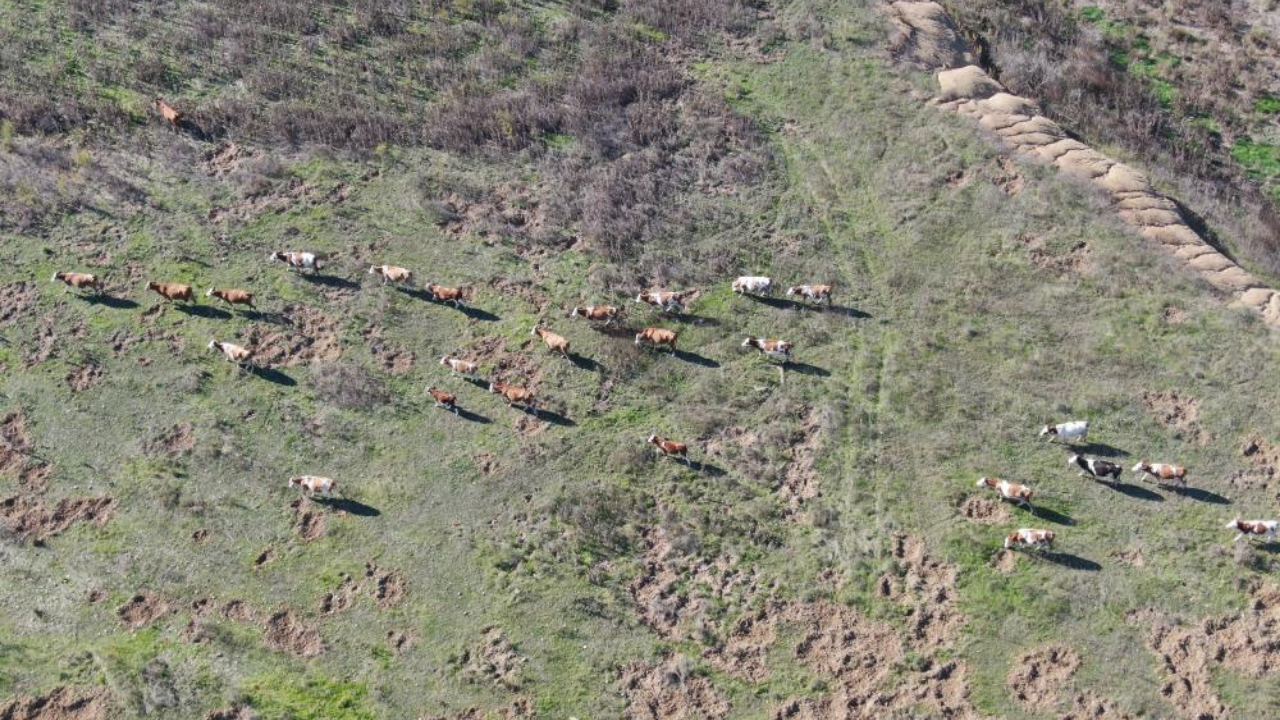 Bir kaç ay önce hayvanların otladığı Tahtalı Barajı'nda doluluk oranı yüzde 50'yi aştı