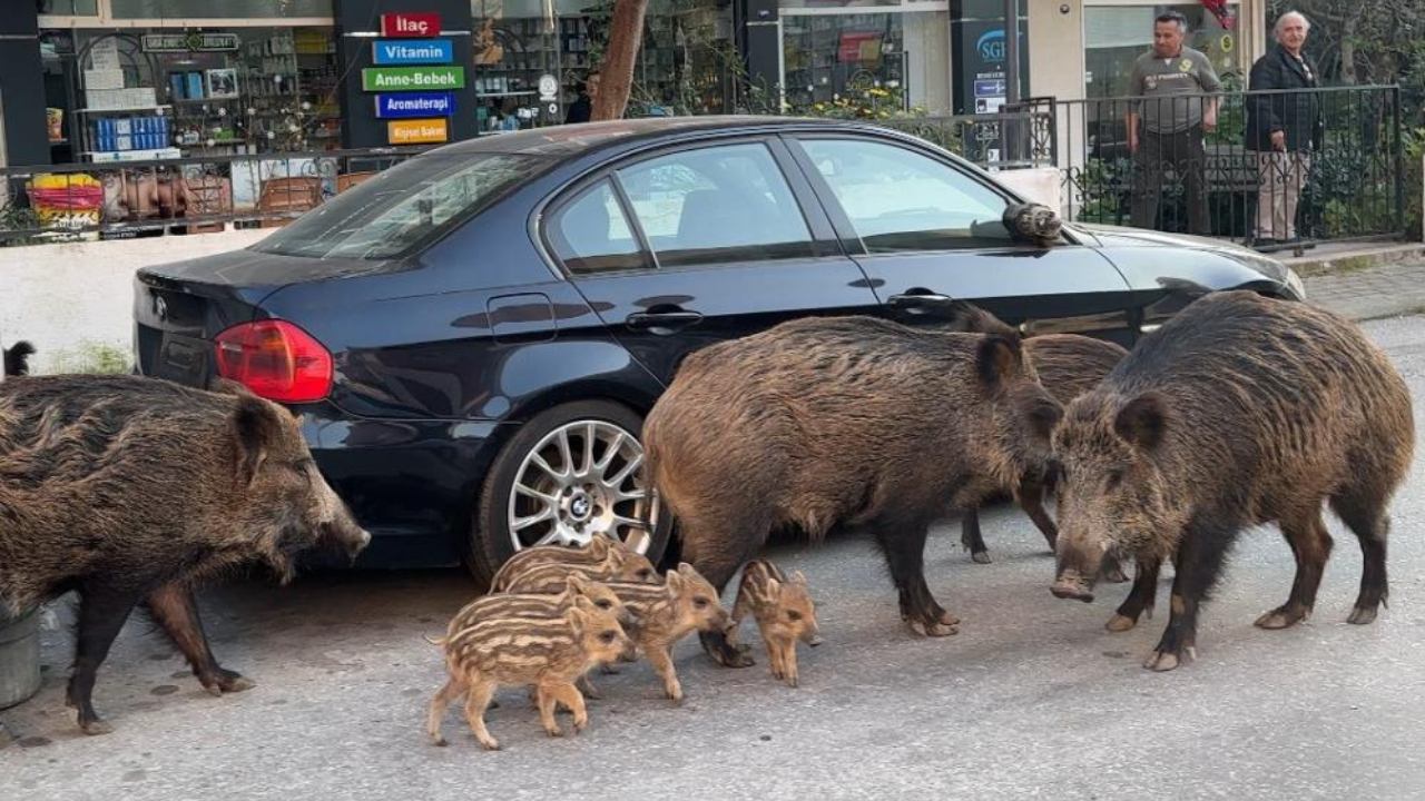 Balçova’da Yaban Domuzları Çocuk Parklarına Indi1