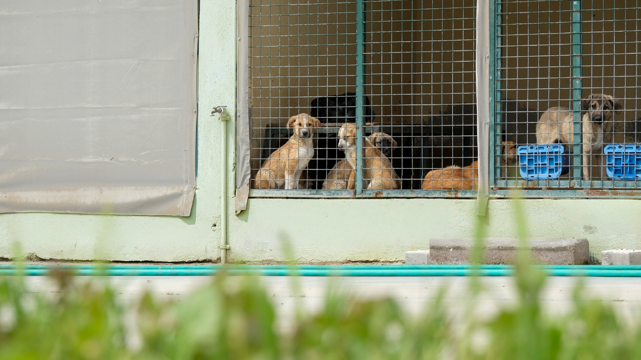 Can Dostlar Için Menemen'de Rekor Tedavi Sayısına Ulaşıldı1