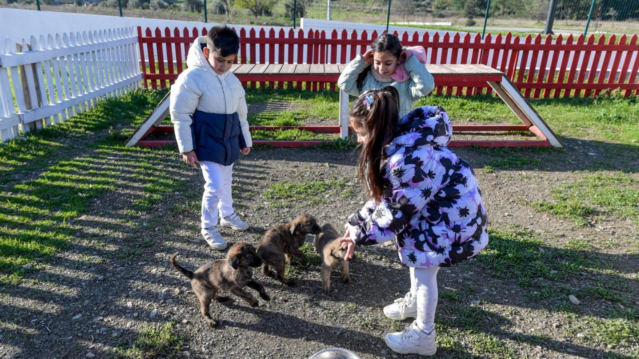 Doğa Ve Patili Dostlar Şifa Dağıtıyor2