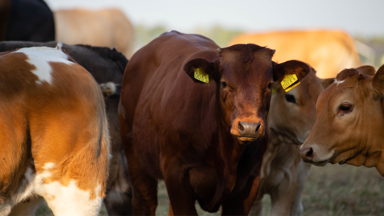 Diyanet 2026 vekalet yoluyla kurban kesim bedellerini açıkladı