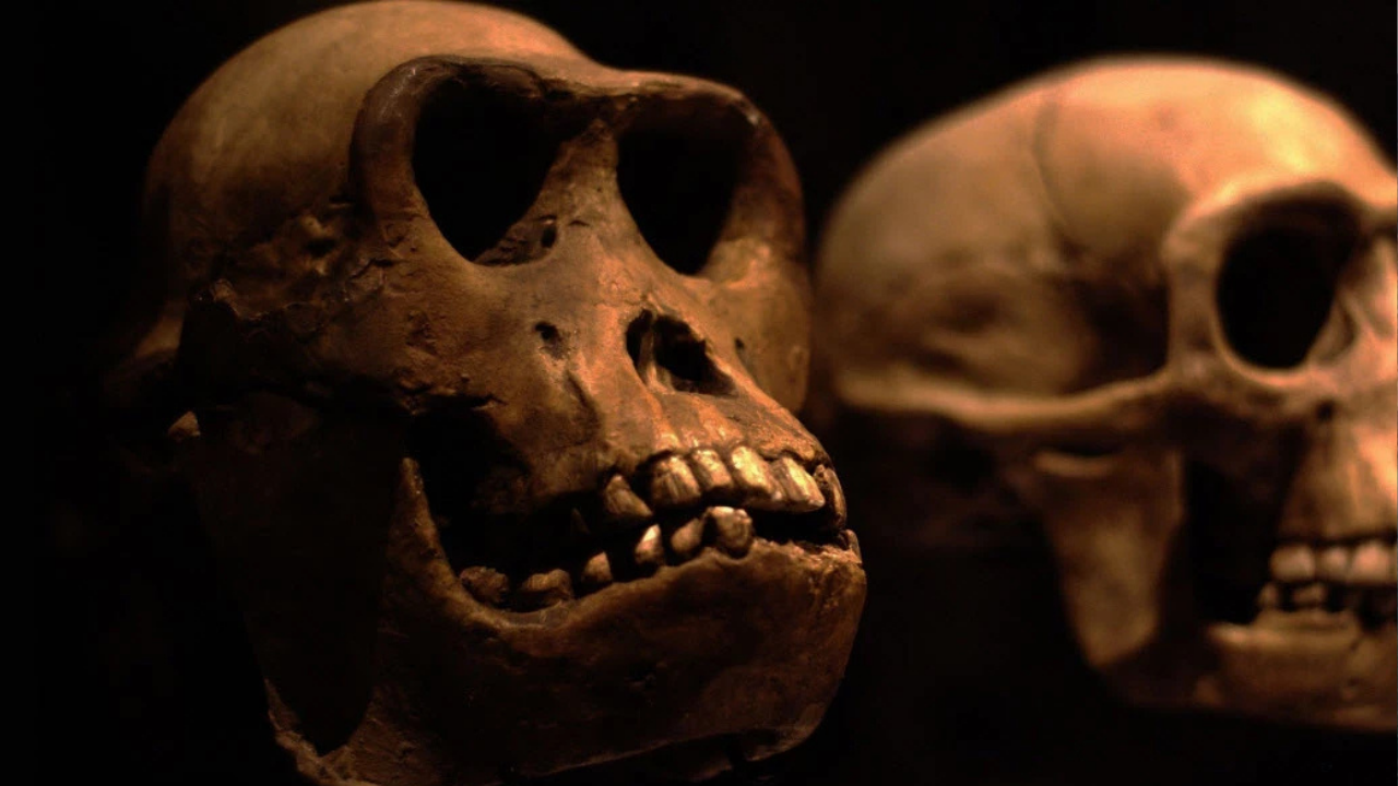 İnsanlık bir milyon yıl sonra nasıl görünecek?