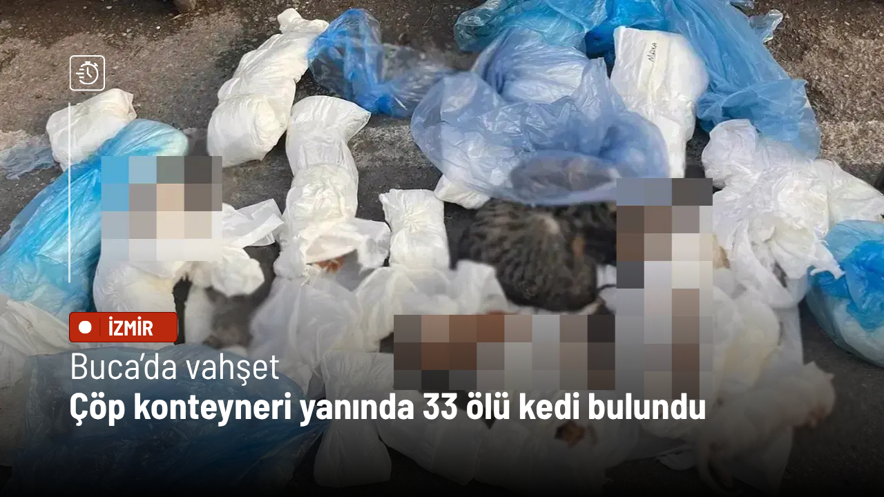 Buca’da vahşet: Çöp konteyneri yanında 33 ölü kedi bulundu