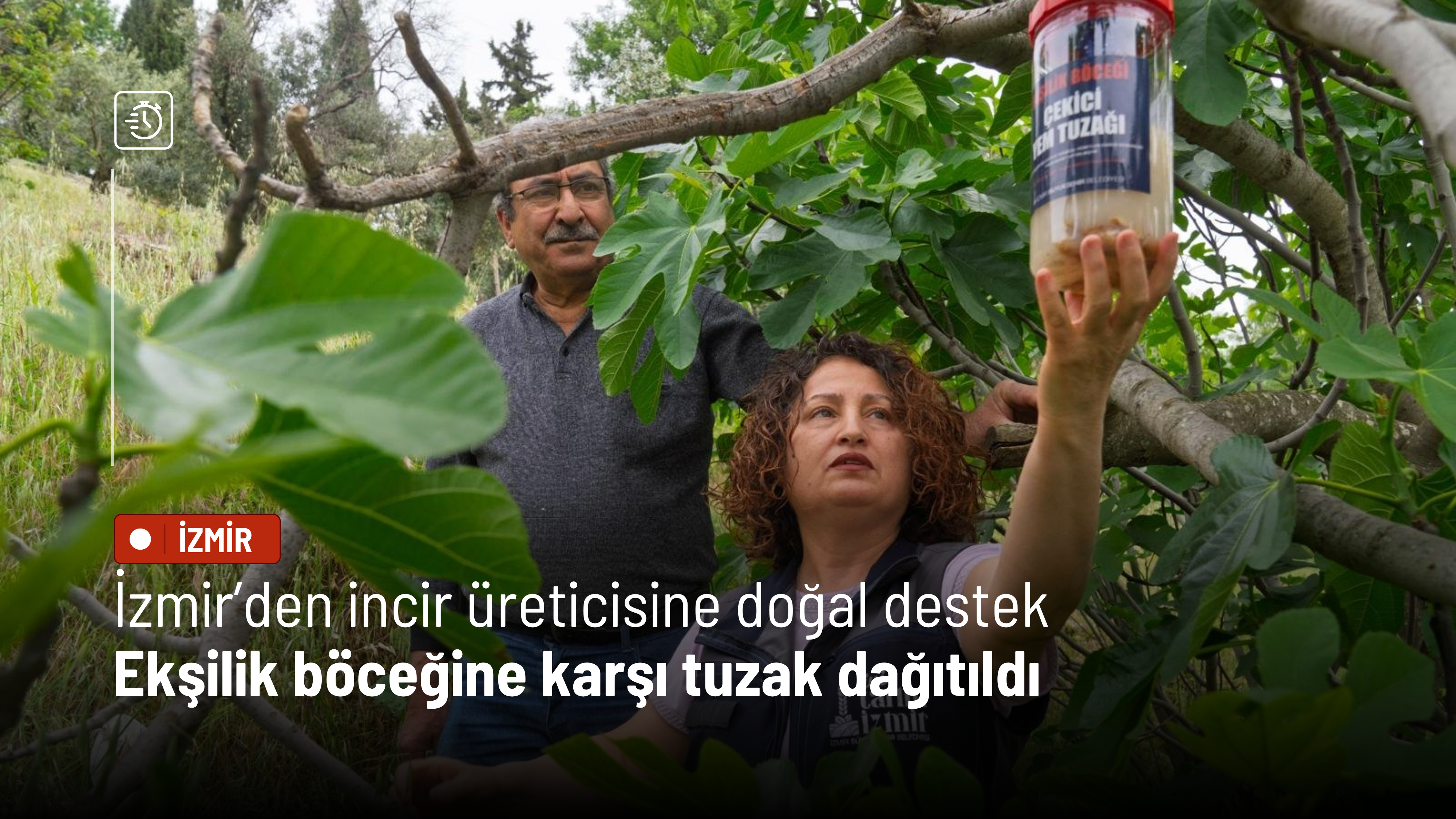 İzmir’den incir üreticisine doğal destek: Ekşilik böceğine karşı tuzak dağıtıldı