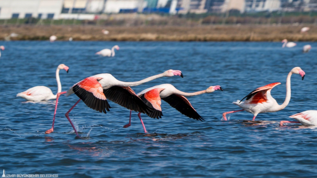 Flamingo Yolu Turları Bayramda Da Devam Ediyor1