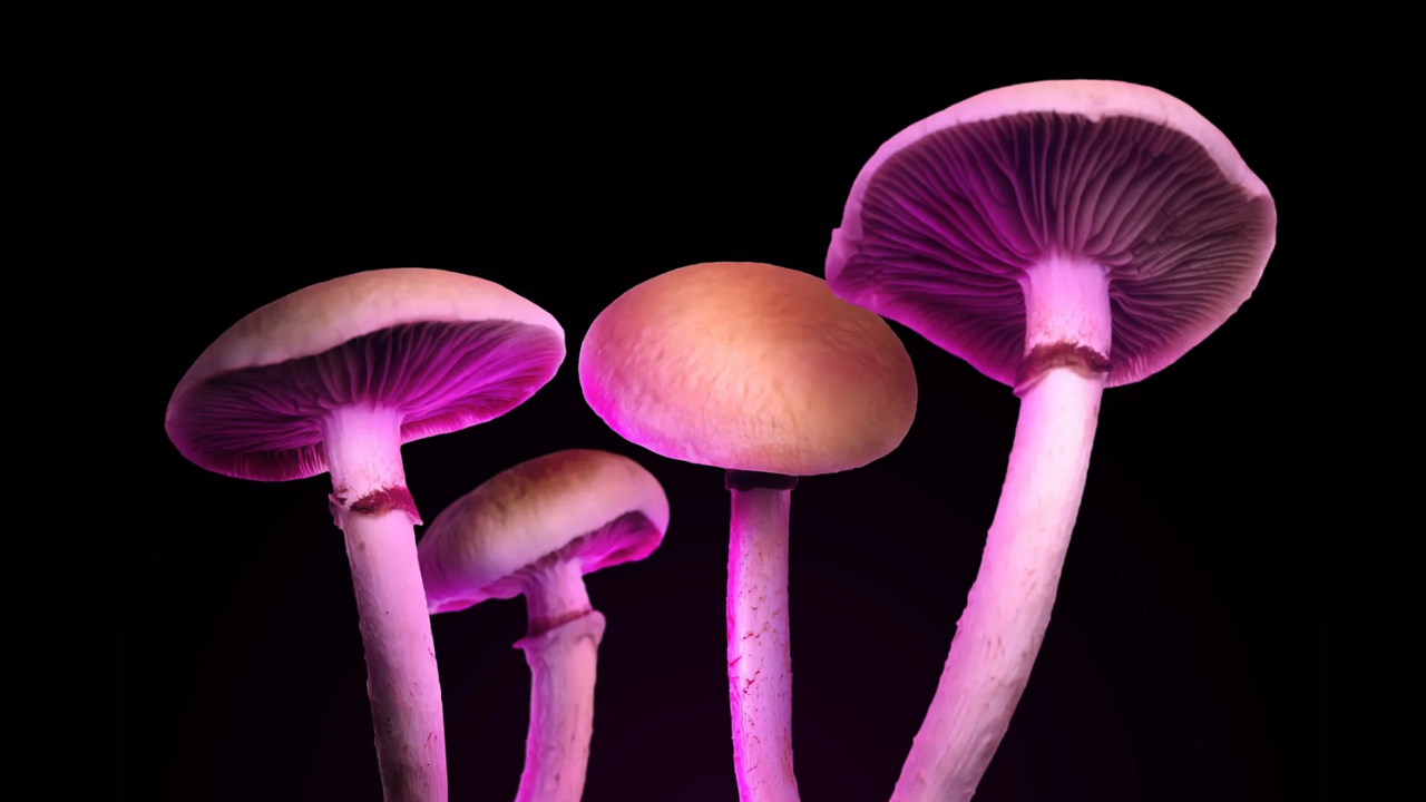 Sihirli mantarlar sigarayı bırakmada yeni umut mu?