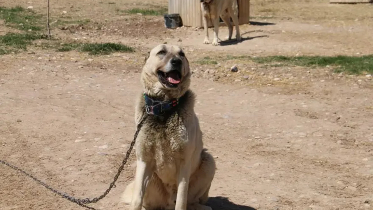 Kangal köpekleri depresyona girdi