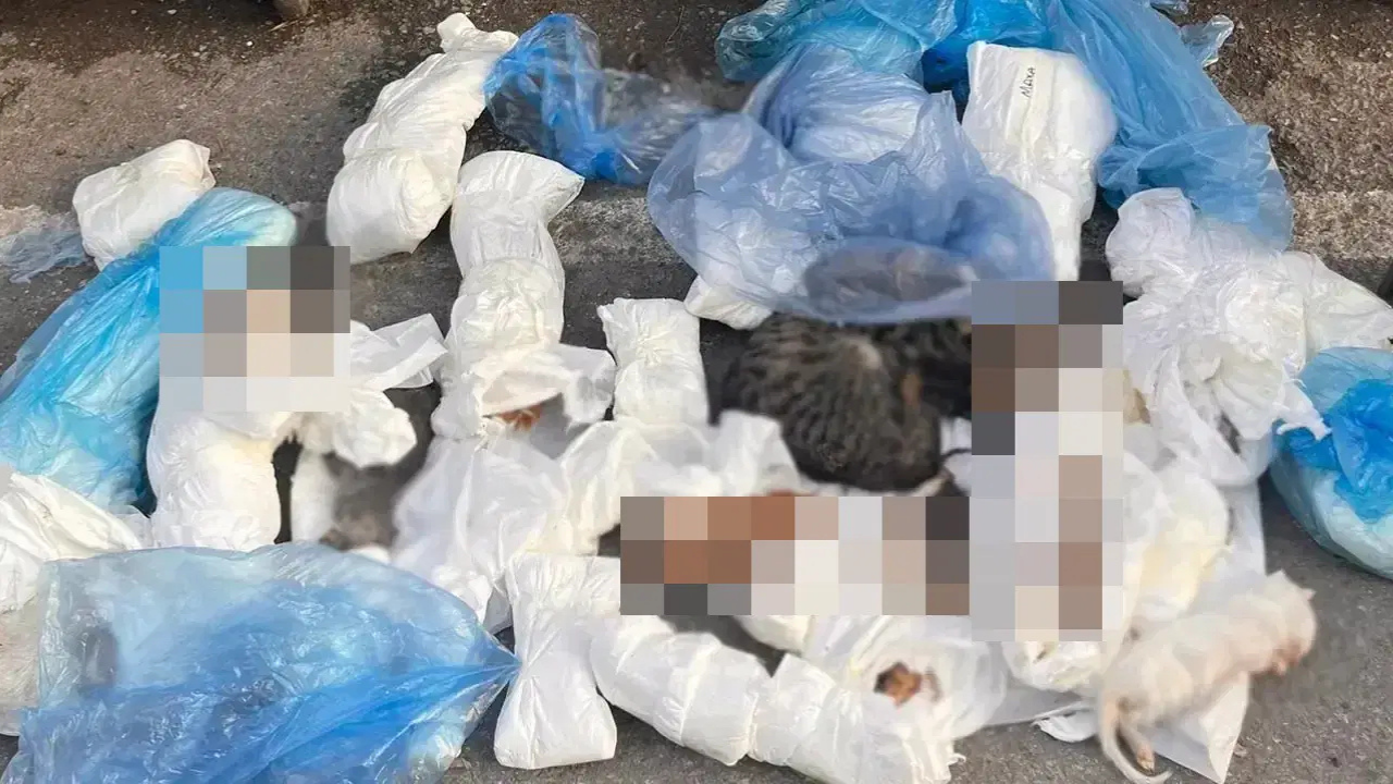 Buca’da vahşet: Çöp konteyneri yanında 33 ölü kedi bulundu