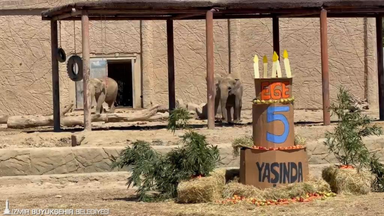 Ege 5 Yaşında