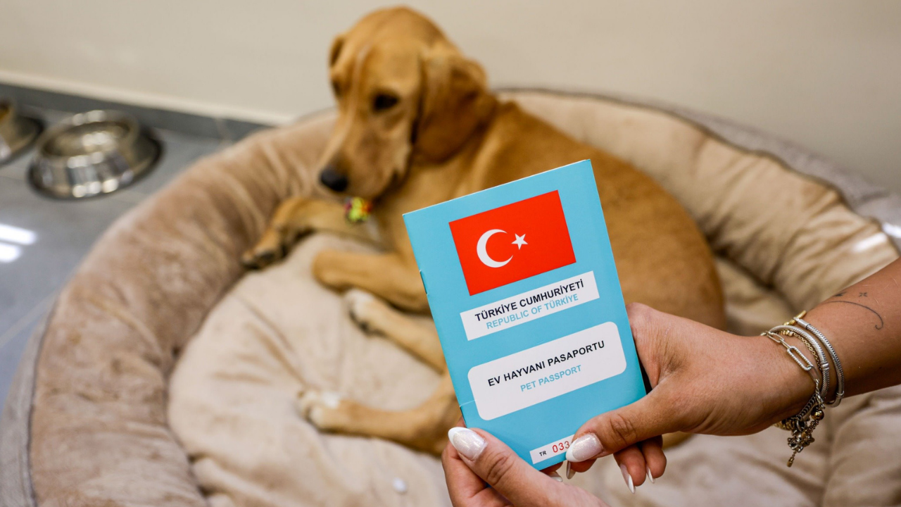 Patili Dost Bal, Merkezin Neşesi Oldu2