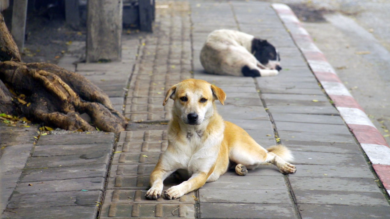Bakan Çiftçi açıkladı: Sokak hayvanları için yeni süreç mi başlıyor? 2 Sokak Köpeği-1
