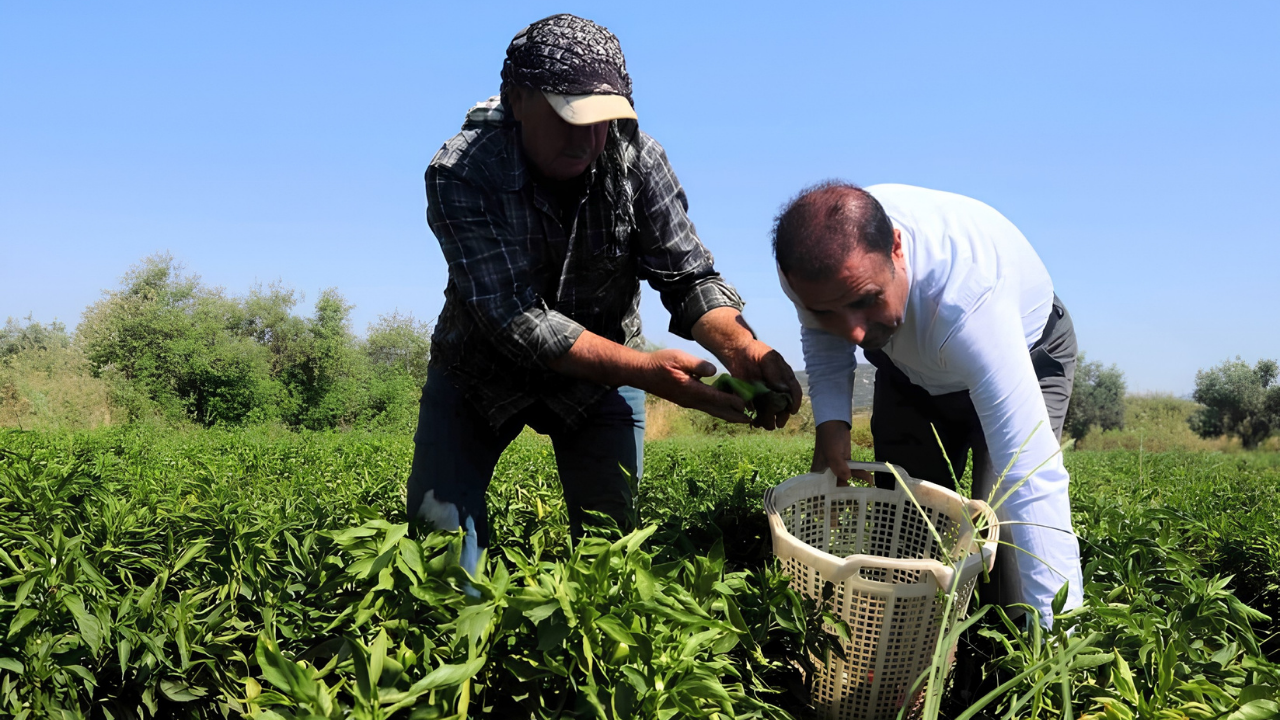 Sadece Torbalı'da Yetişiyor! Tescilli Arslanlar Biberinde Hasat Başladı3