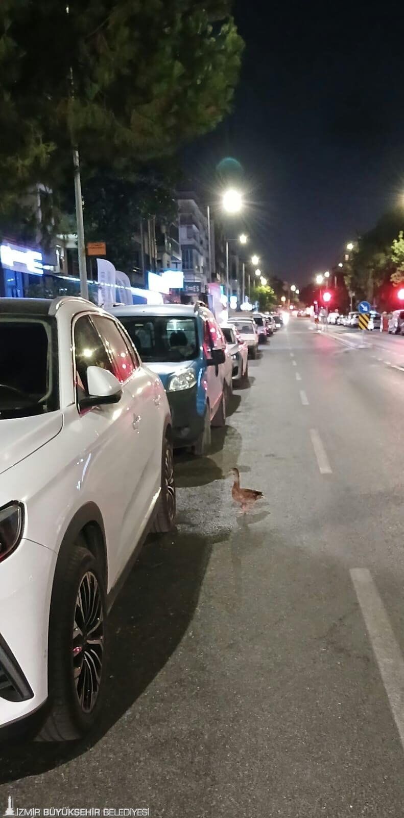 Trafiği Durdurup Ördeği Kurtardılar1