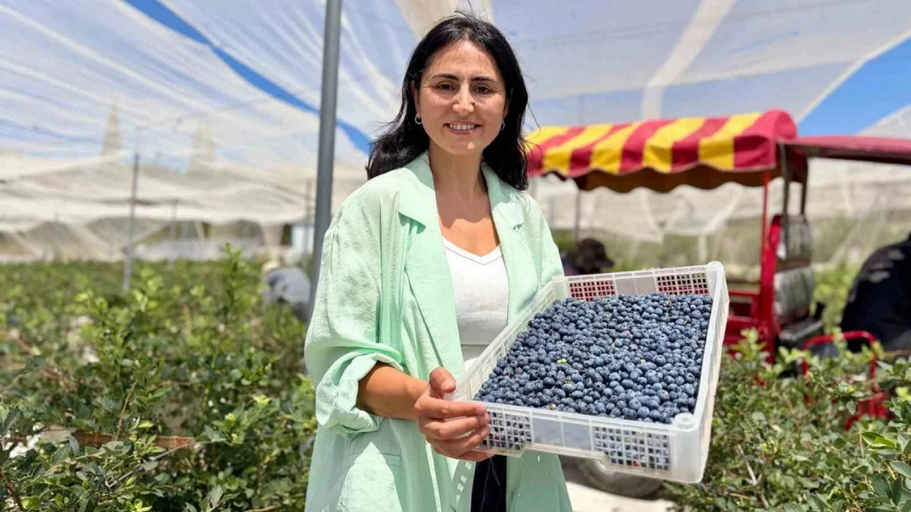 Urla'da Çiftlik Kurdular0