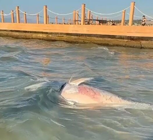 Çeşme ve Karaburun’da orkinos alarmı: Ölümlerin nedeni belli oldu