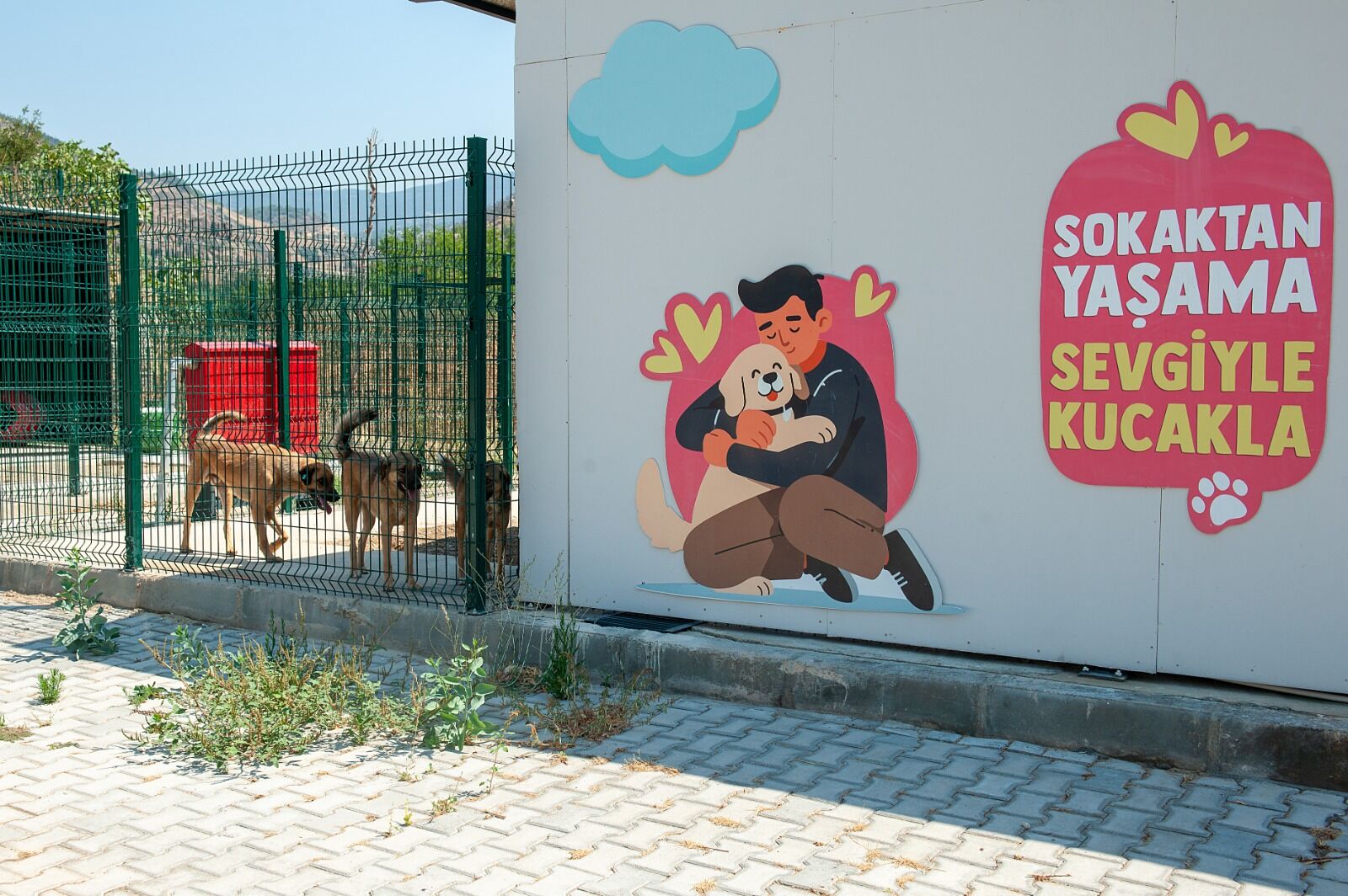 Karşıyaka'nın Patileri, Yeni Yuvalarına Kavuşmayı Bekliyor3