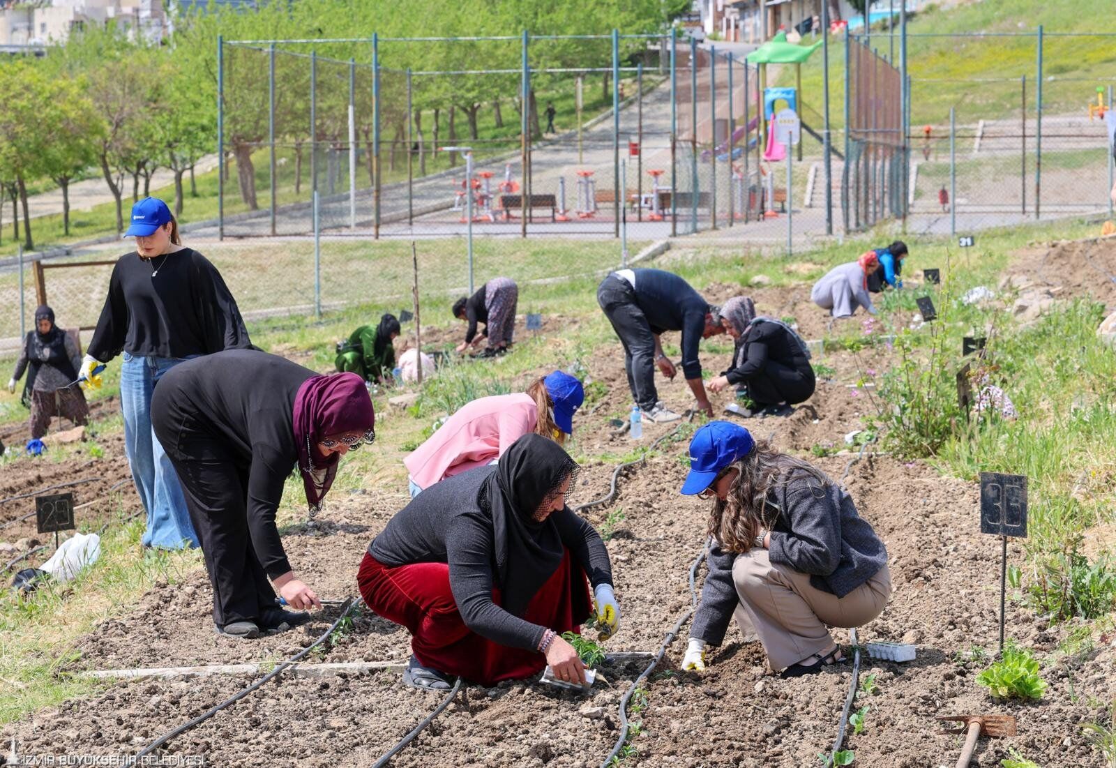 Mahalle Bostanları’nda Yaz Hasadı1