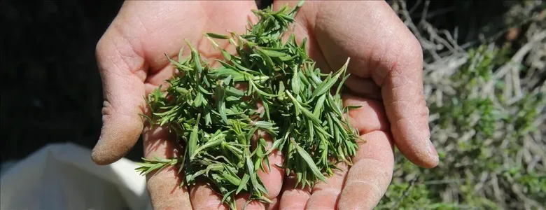İzmir kekiği tarladan sofraya uzanıyor: Çayı da yapılıyor, yemeklere de katılıyor