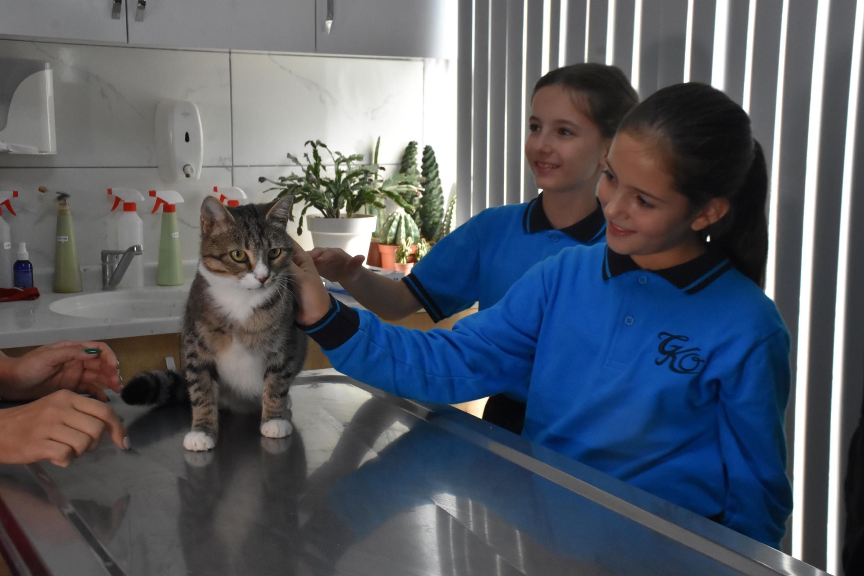 İzmir’de öğrencilerden örnek dayanışma: Yaralı kedi Kurabiye için harçlıklarını biriktirdiler