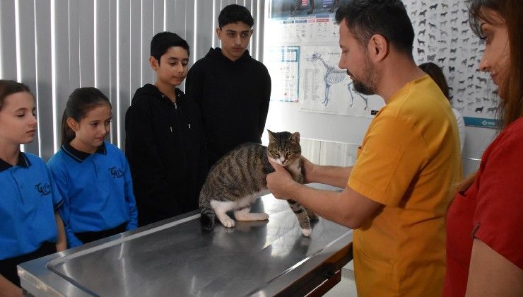 Ortaokul Ogrencileri Yarali Kedi Kurabiye Nin Tedavisi Icin Harcliklarini Biriktirdi 198728