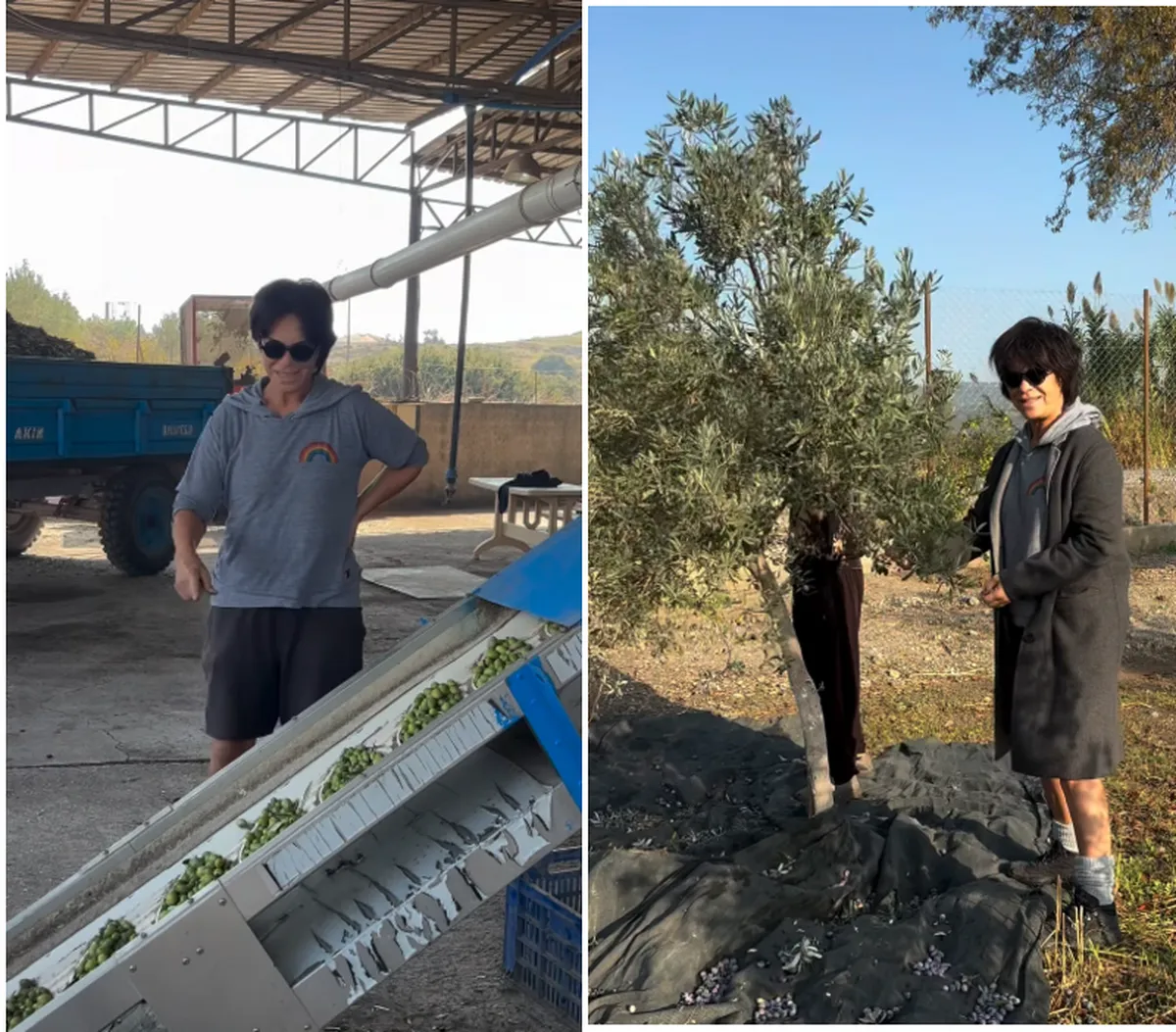 Zeytin Tarlasi Foca
